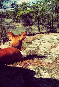 Dog lying on grass