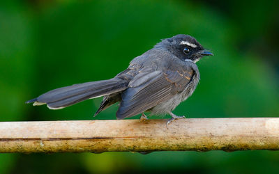 Close-up of bird perching on wood