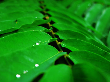 Close-up of water drops on leaves