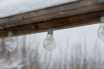 Close-up of bulbs hanging on wood