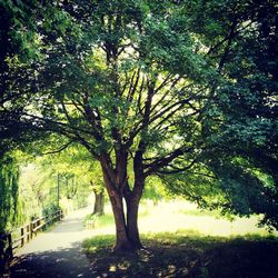 View of trees along road