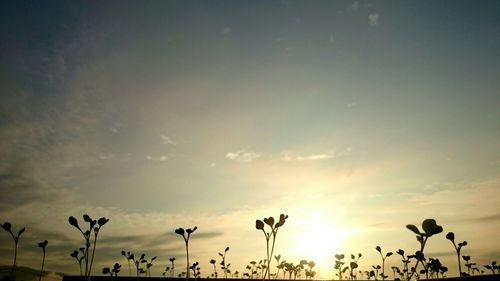 Low angle view of trees against sky at sunset