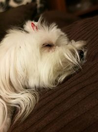 Close-up of dog lying down