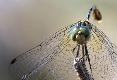 Macro close up, focus stacked shot of a yellow, green and black dragonfly