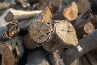 Close-up of logs in forest