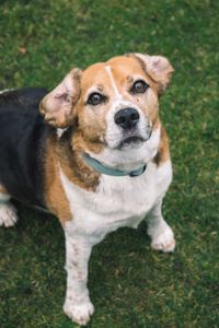 High angle portrait of dog sitting on grass