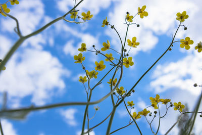 Low angle view of flowering plant against sky