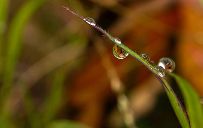 Close-up of wet plant