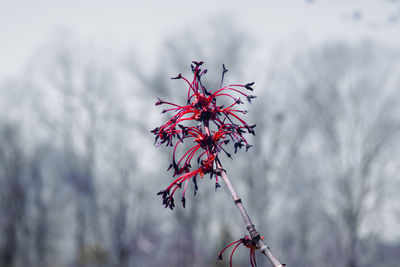 Low angle view of red flowering plant