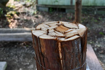 Close-up of wooden logs on field