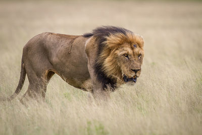 Lion walking on land