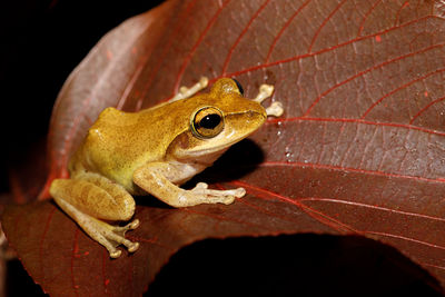 Close-up of a frog on leaf