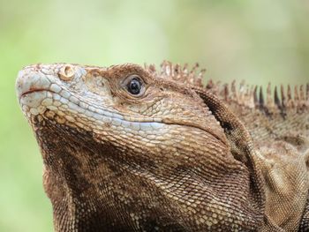 Close-up of lizard