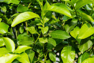 Close-up of green leaves