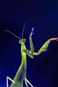 Close-up of grasshopper