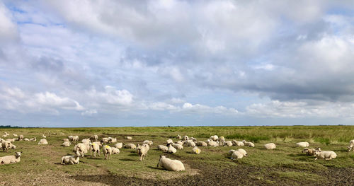 Flock of sheep on field against sky