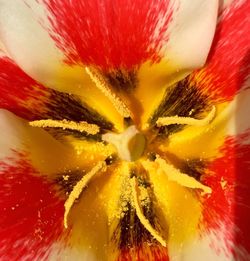 Macro shot of yellow flower