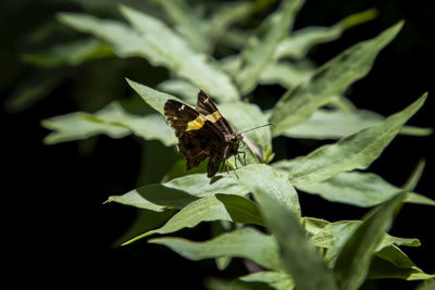 Close-up of butterfly pollinating on flower