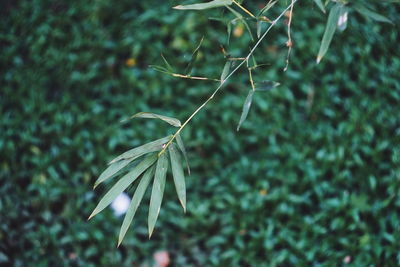 Close-up of plant