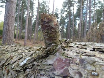 Trees in forest