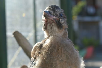 Close-up of a bird looking away