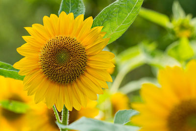 Close-up of sunflower
