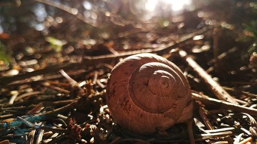 Close-up of shell on field