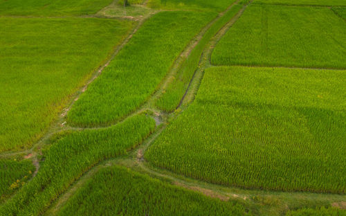 Scenic view of agricultural field