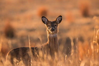 Close-up portrait of giraffe
