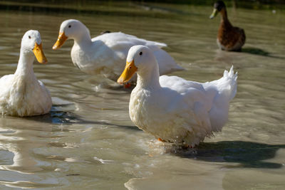 Close-up of duck swimming in lake