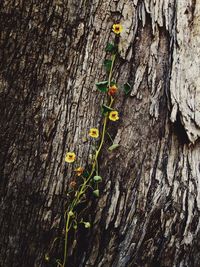 Close-up of yellow flowers