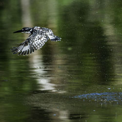 Bird flying over lake