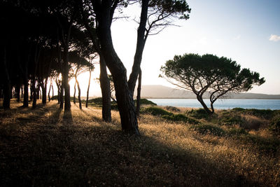 Trees on beach against sky during sunset