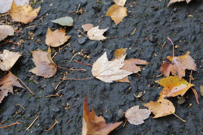 High angle view of maple leaves on road