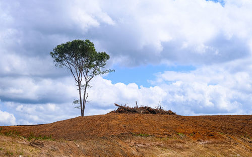 Low angle view of tree on field against sky