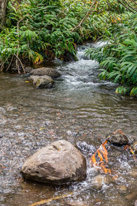 Stream amidst rocks in forest