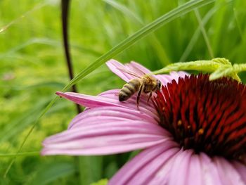 Close-up of honey bee on eastern purple coneflower