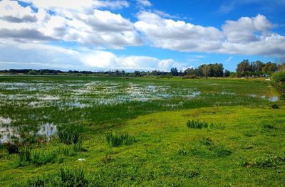 Scenic view of lake by field against sky