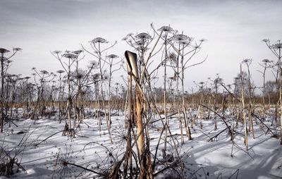 Frozen lake against sky during winter