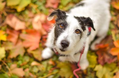 Close-up portrait of dog