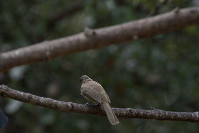 Close-up of bird perching on branch