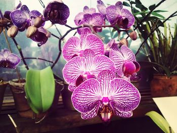 Close-up of purple flowers