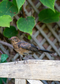 Close up of juvenile young blackbird brown feathers perched on wooden surround in summer sun