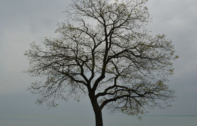 Bare tree against sky