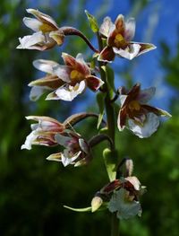 Close-up of flowers blooming outdoors