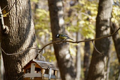 Close-up of bird perching on tree