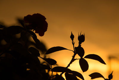 Close-up of silhouette plant against orange sky