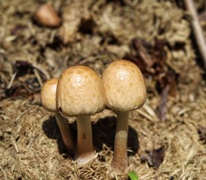 Close-up of mushrooms growing on field