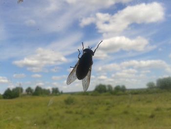 Bird flying over a field