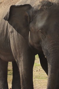 indian elephant